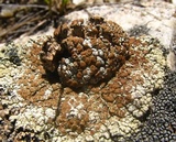 Lecanora phaedrophthalma image