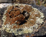 Lecanora phaedrophthalma image