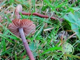 Inocybe calospora image