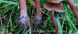 Inocybe calospora image