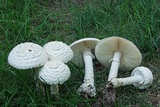 Amanita thiersii image