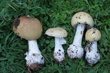 Amanita diemii image