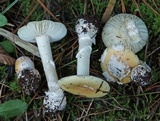 Amanita toxica image