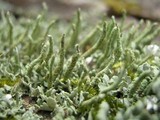 Cladonia coniocraea image