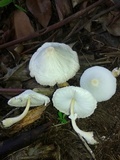 Leucocoprinus cepistipes image
