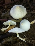 Leucocoprinus cepistipes image