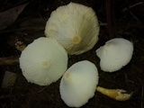 Leucocoprinus cepistipes image
