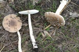 Amanita sect. Vaginatae image