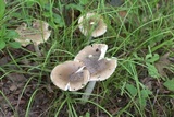 Amanita sect. Vaginatae image