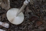 Amanita sect. Vaginatae image