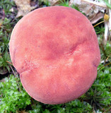 Phylloporus leucomycelinus image