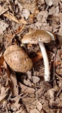 Amanita sect. Vaginatae image