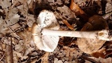 Amanita sect. Vaginatae image