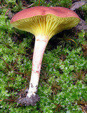 Phylloporus leucomycelinus image