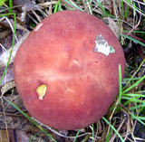 Phylloporus leucomycelinus image