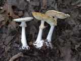 Amanita abrupta image