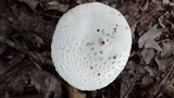 Amanita abrupta image