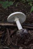 Amanita abrupta image