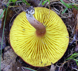 Phylloporus leucomycelinus image