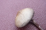 Panaeolus cinctulus image