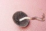 Panaeolus cinctulus image