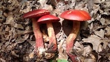Butyriboletus frostii image