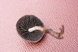 Panaeolus cinctulus image