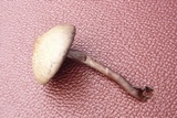 Panaeolus cinctulus image