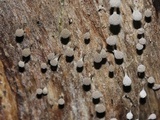 Phleogena faginea image