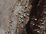 Phleogena faginea image