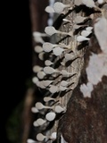 Phleogena faginea image