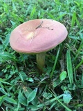 Boletus patrioticus image