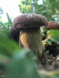 Boletus patrioticus image