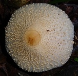 Leucocoprinus cepistipes image