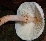 Leucocoprinus cepistipes image