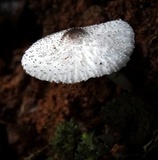 Leucocoprinus brebissonii image