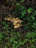 Cantharellus appalachiensis image