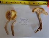 Cantharellus appalachiensis image