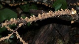 Stereum striatum image