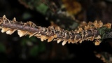 Stereum striatum image