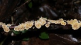 Stereum striatum image