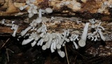 Pleurotus pulmonarius image