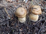 Tricholoma vaccinum image