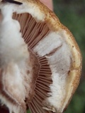 Tricholoma vaccinum image