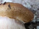 Tricholoma vaccinum image
