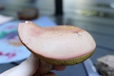 Boletus pallidoroseus image