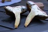 Boletus pallidoroseus image