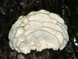 Climacodon septentrionalis image