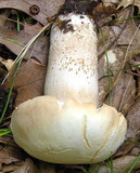 Boletus variipes image