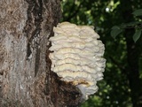 Climacodon septentrionalis image